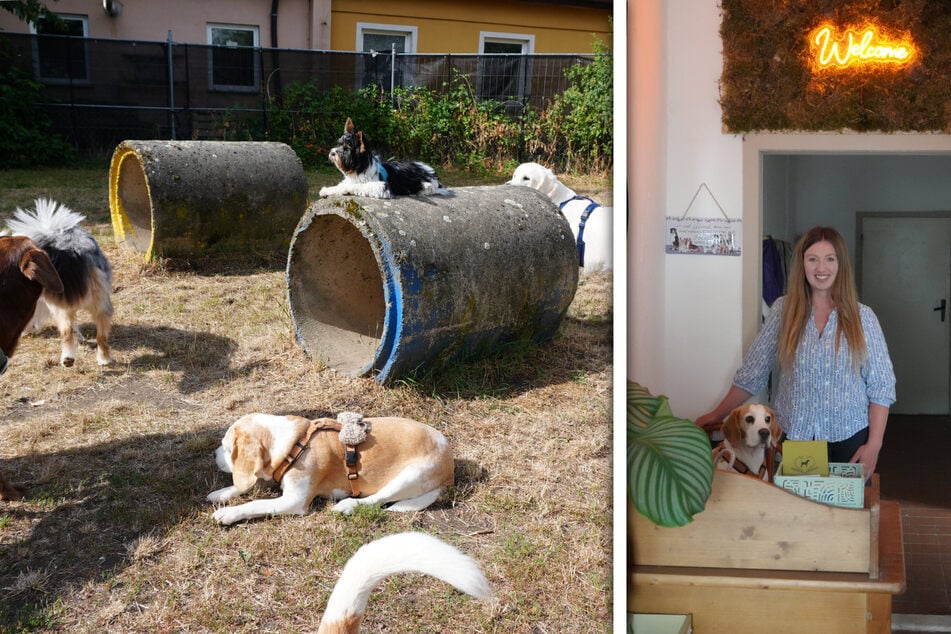 Abenteuer mit Wuff: Neue Hundeschule und Pension öffnet in Magdeburg