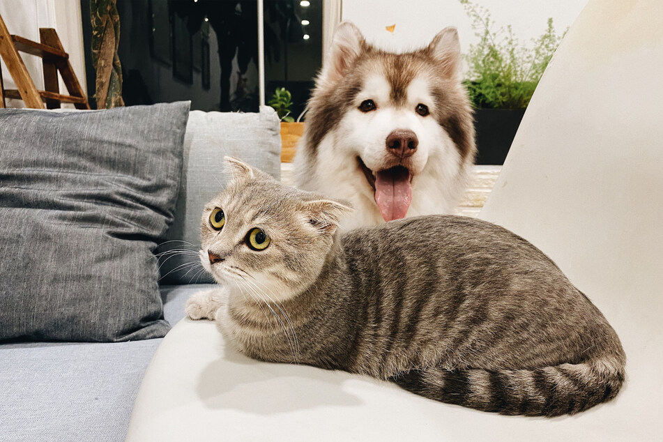 Introducing your cat and dog is just the start, then you need them to bond.