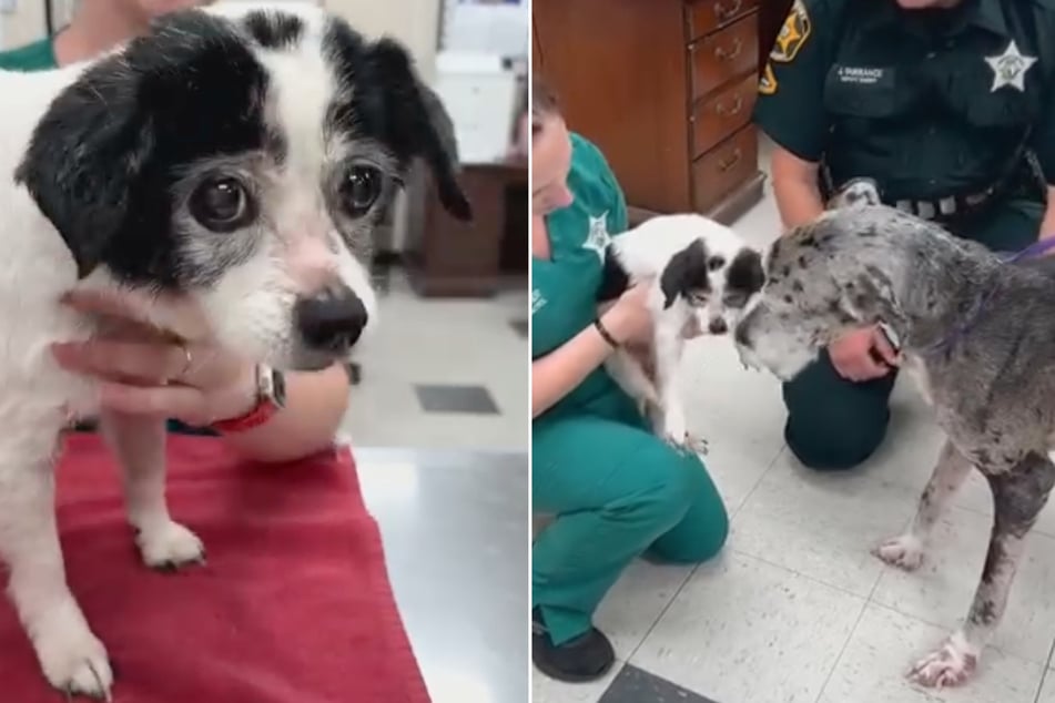 Der Besitzer ließ den Terrier-Mischling Bella und die Deutsche Dogge Stella verwahrlosen.