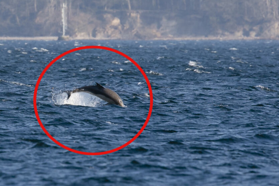 "Finchen" ist tot: Touristen-Liebling aus der Ostsee geborgen