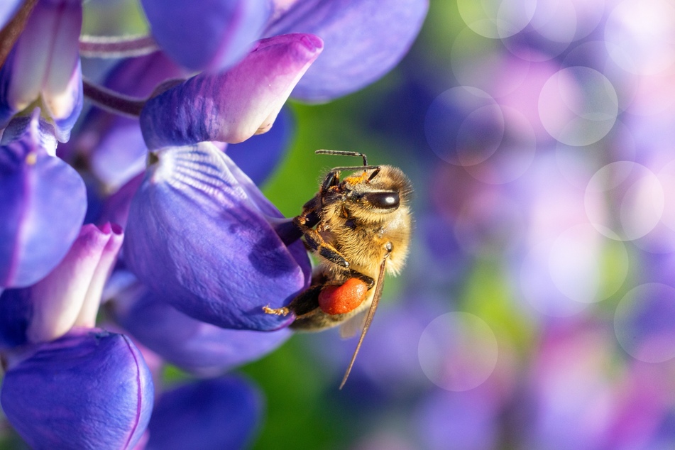 Vorteile bienenfreundlicher Pflanzen: Sie sind Nahrungsquelle und sichern den Fortbestand der Bienen.