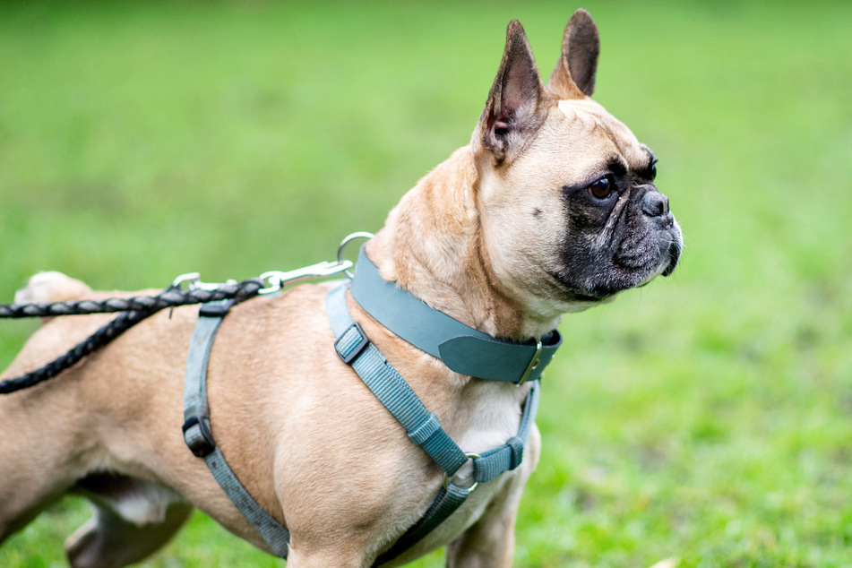 Die Französische Bulldogge ist ihren schweren Verletzungen erlegen. (Symbolbild)