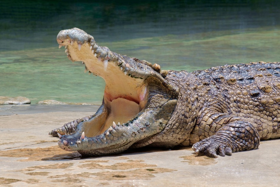 A 12-foot alligator in Florida snatched a dog, but was stopped before it could do any serious damage.