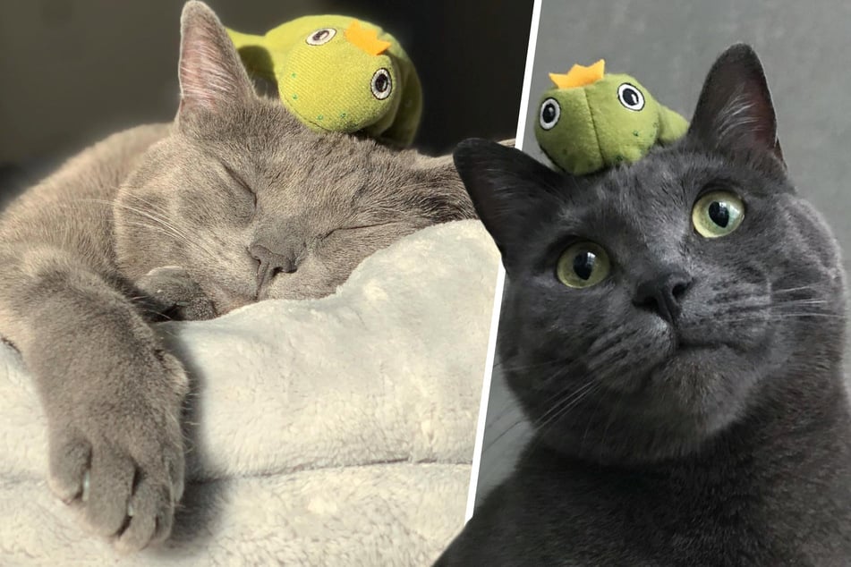 Pure hoppiness! Cat leaps for his love of stuffed frogs
