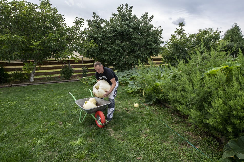 Kay Drechsler (44) hilft dieses Jahr bei der Ernte im Garten der Super-Früchte.