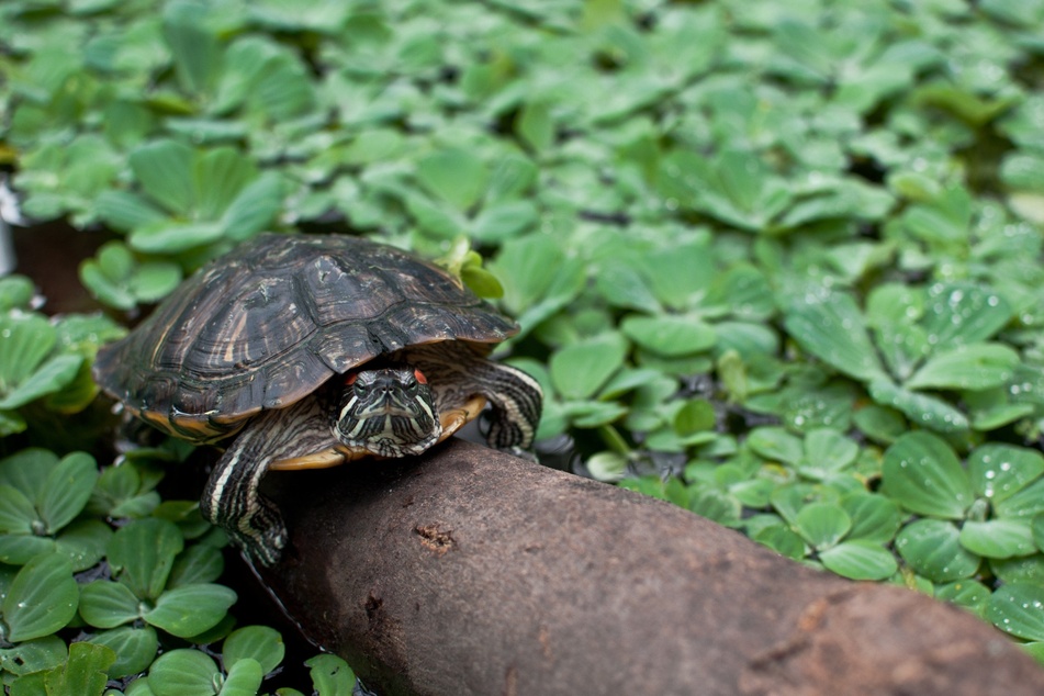 Eine Sumpfschildkröte im Kleebett.