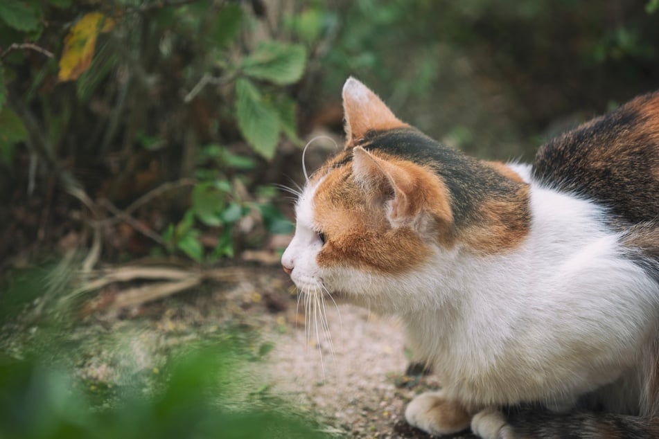 Weder für Menschen noch Katzen oder Hunde sind Tigerschnegel giftig.