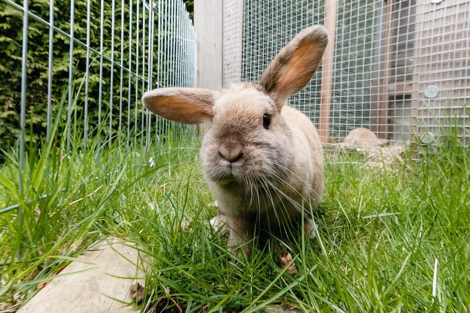 Die zwei Kaninchen sind inzwischen wieder bei ihrem Besitzer. (Symbolbild)