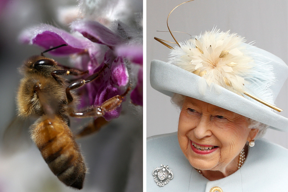 As part of an age-old British tradition, the royal family's official beekeeper had to inform thousands of bees that the Queen has passed away.