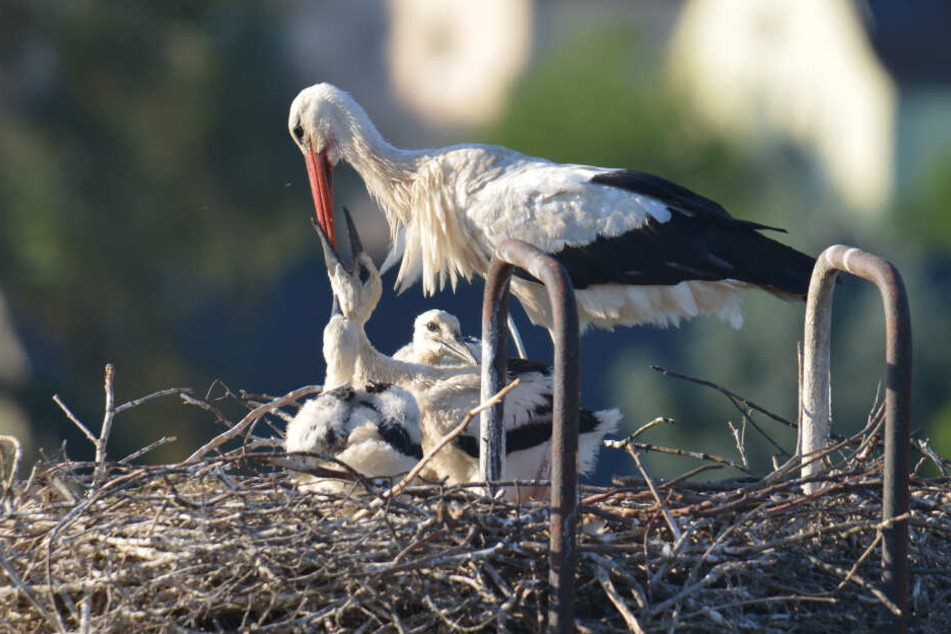 Leckerer Snack auf den kleinen Schreck: Nach der Beringungs-Aktion bringt ein Eltern-Storch Futternachschub.