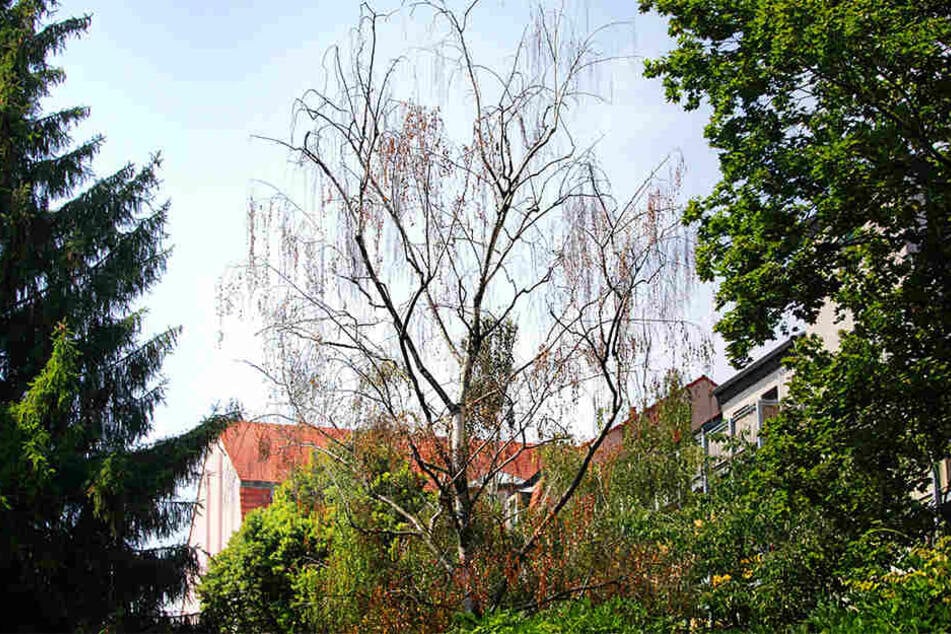 Oje, ein trauriges Bild an der Dresdner Glacisstraße: Hoffentlich kommt diese Birke durch den Sommer.