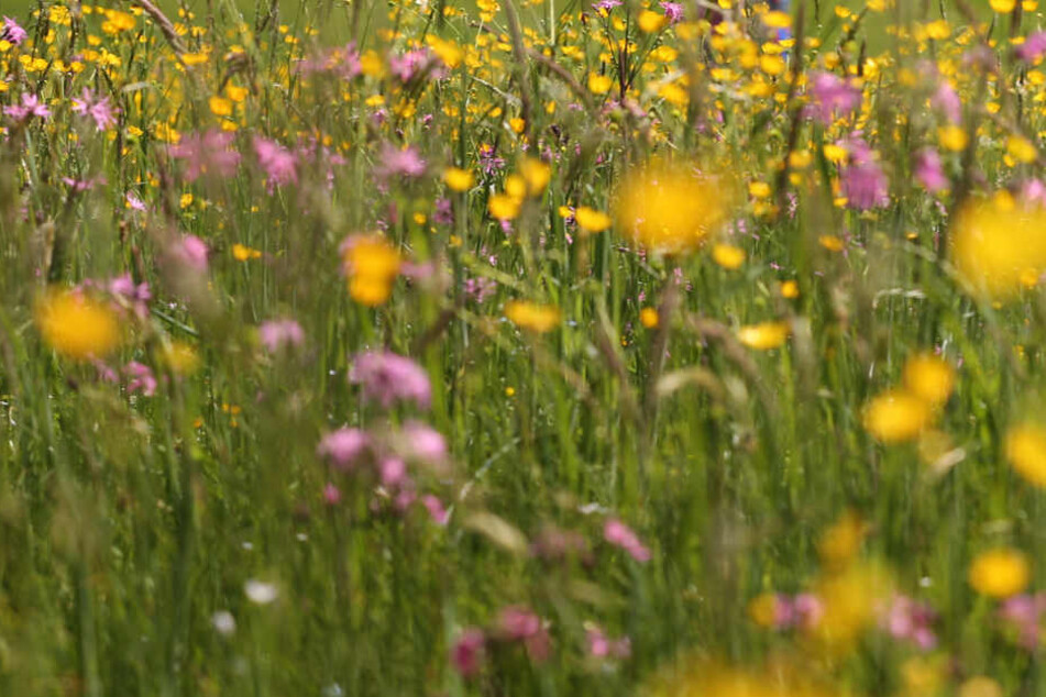 Blumen wachsen an einer Wiese. (Symbolbild)