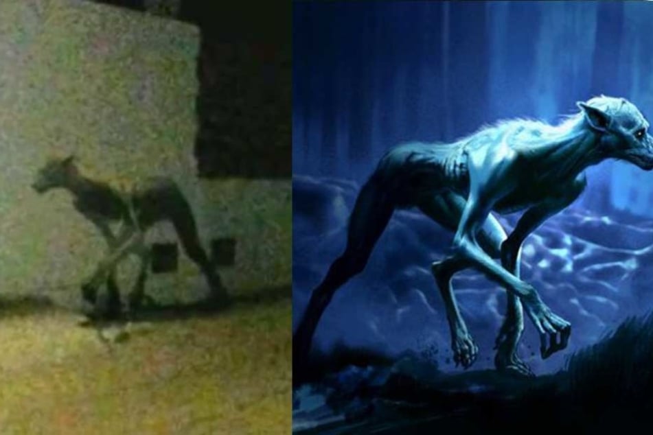 Die Gegenüberstellung: Links die Kreatur aus Argentinien oder Brasilien, rechts der Werwolf aus "Der Gefangene von Askaban".