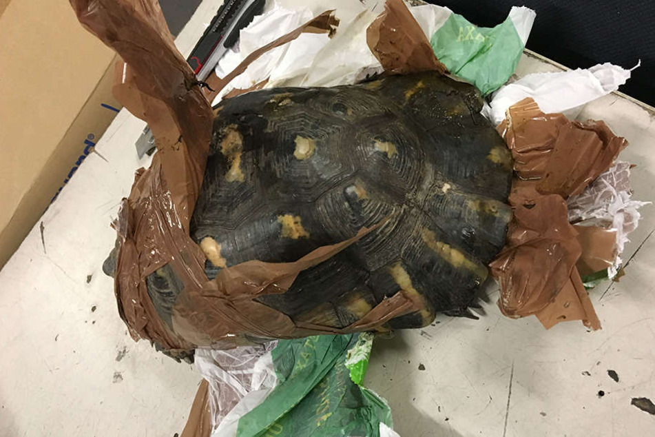 Die Tiere waren auf grausame Weise in Klebeband gewickelt.
