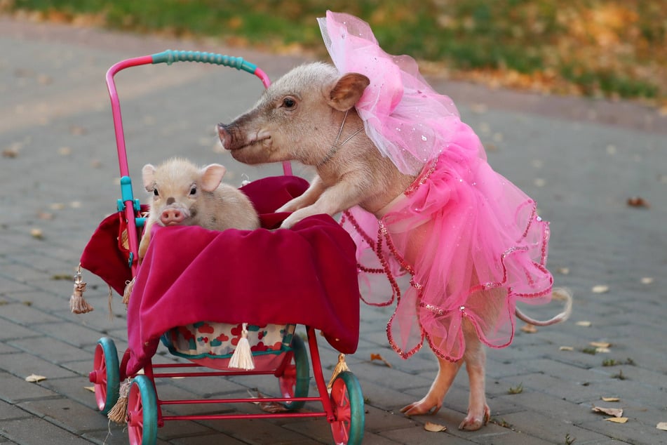 Teacup pigs are unbelievably tiny, and can make great pets.