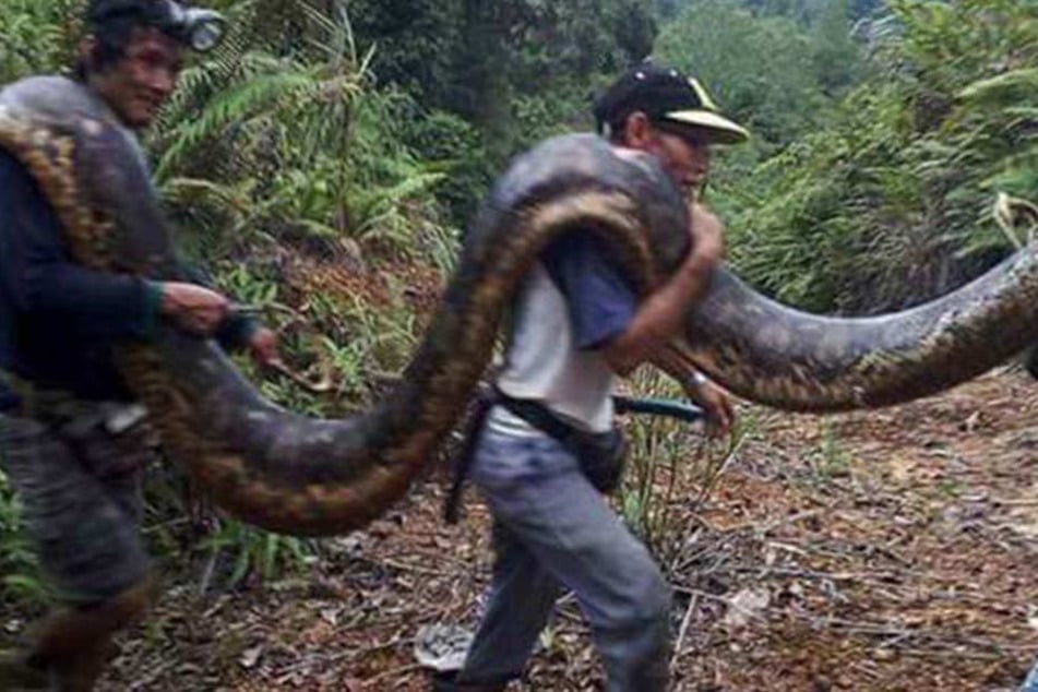 Auf Borneo wurde diese riesige Schlange gefangen.