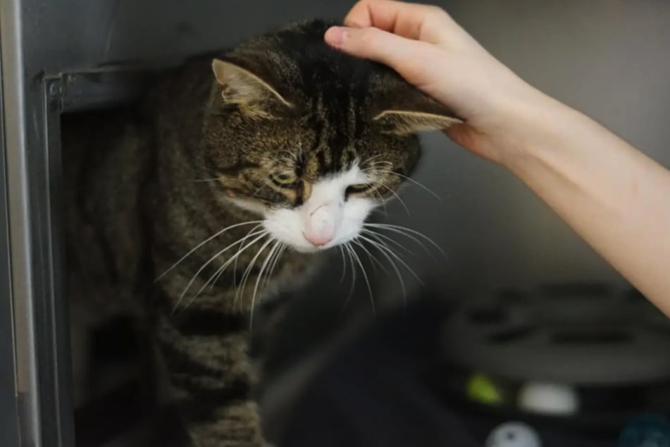 Der Kater möchte am Familienleben teilnehmen.