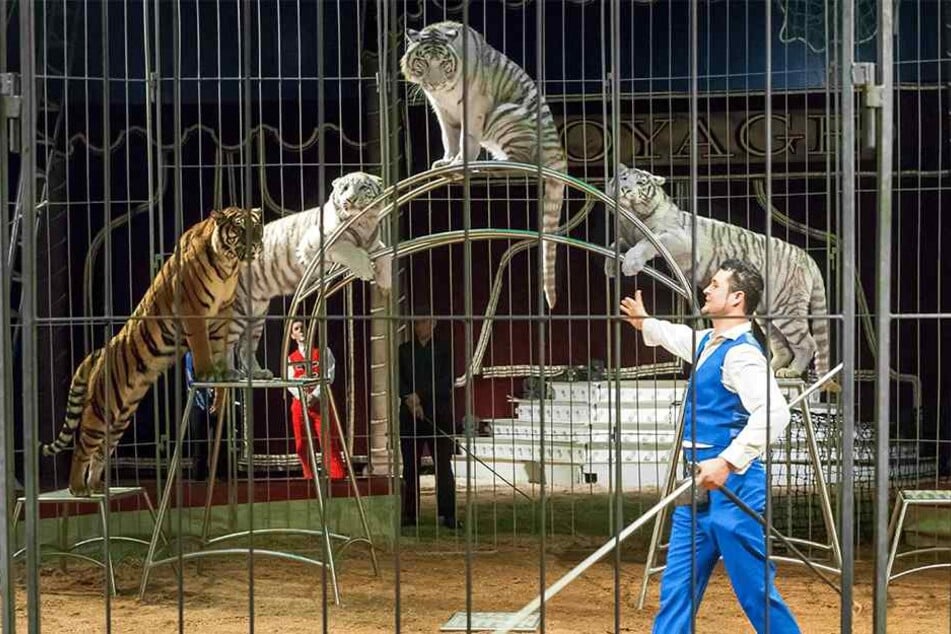 Gelbe und weiße Tiger im Zirkus Voyage: Tierschützer fordern ein Ende der Vorstellung.