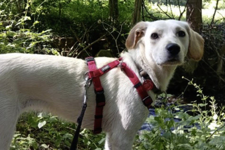 Hund Baby sucht ein neues Zuhause. Wer könnte diesem Blick schon widerstehen?