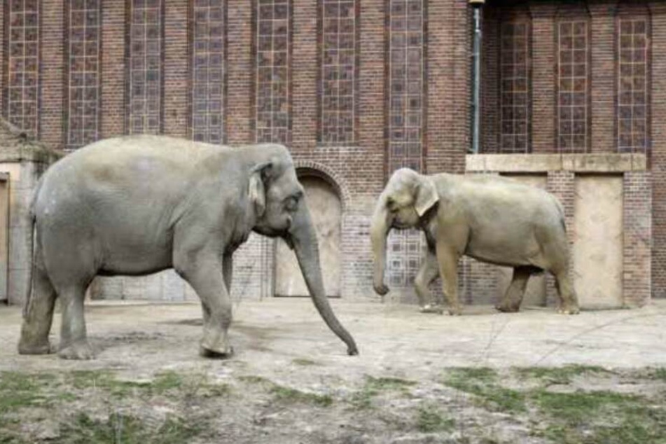 Am Dienstag war Thura (rechts) an Kreislaufversagen verstorben.