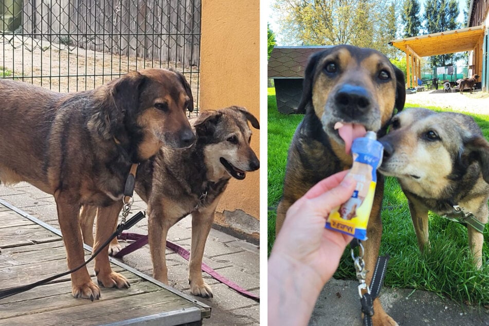 Percy (17) y Gizi (16) provienen del refugio de animales húngaro, se apoyaron mutuamente allí y desde entonces son inseparables.