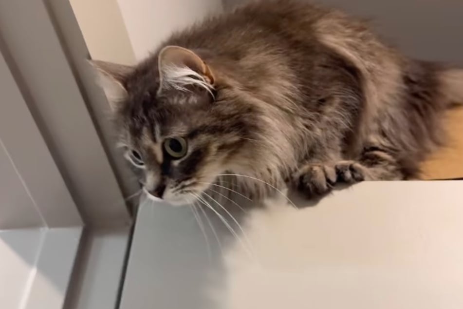 Al gato le gusta subirse a la parte superior de la puerta para observar lo que ocurre.