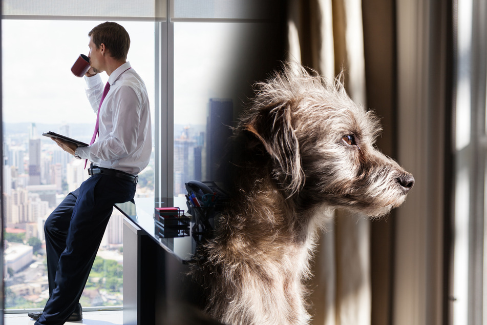 Der eigene Job sollte es zulassen, dass ein Hund nicht länger als vier Stunden alleine zu Hause bleibt.