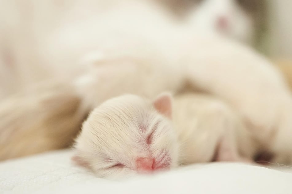 Nicht selten werden Katzenbabys viel zu früh von der Mutter getrennt und verkauft. Das kann langfristige negative Einwirkungen auf die Gesundheit des Kätzchens haben.