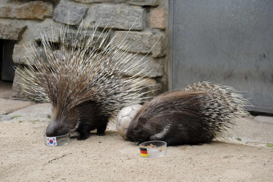 Für das nächste WM-Spiel der deutschen Fußballnationalmannschaft sehen die Stachelschwein-Orakel im Tierpark Chemnitz schwarz: Sie tippen auf Südkorea als Gewinner.