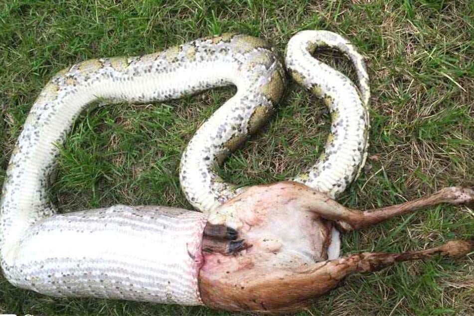 Die Mahlzeit bleibt im Hals stecken! Ein Weißwedelhirsch, der mehr wo als die Schlange selbst, wurde von einem Python verspeist.