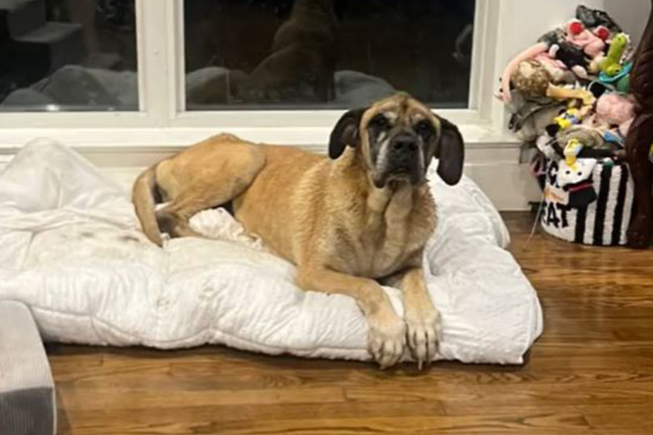 Shiloh the dog was reunited with a Texas woman and her brother after being separated for years.