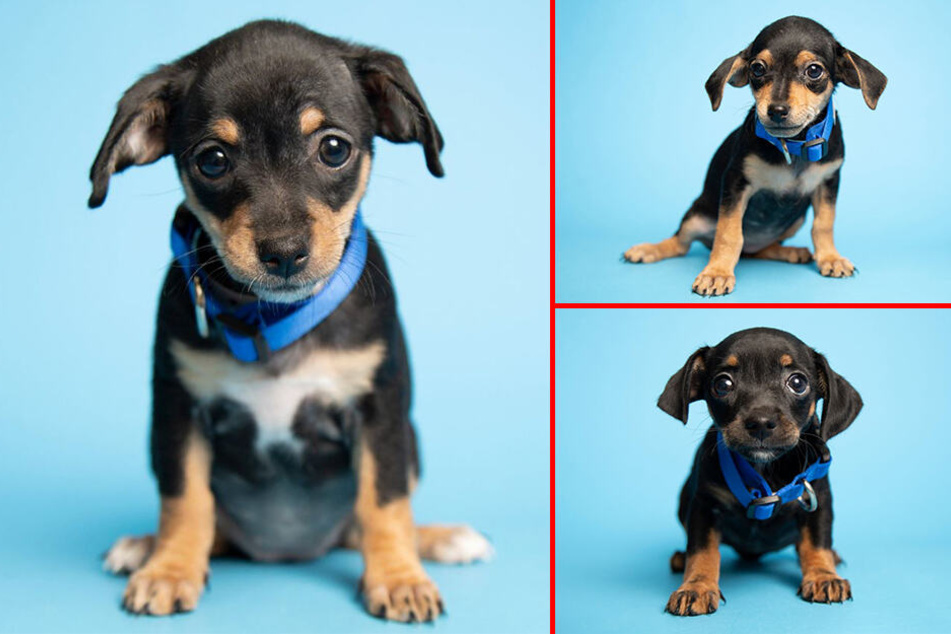 Diese drei Hundebabys konnten gerettet werden.