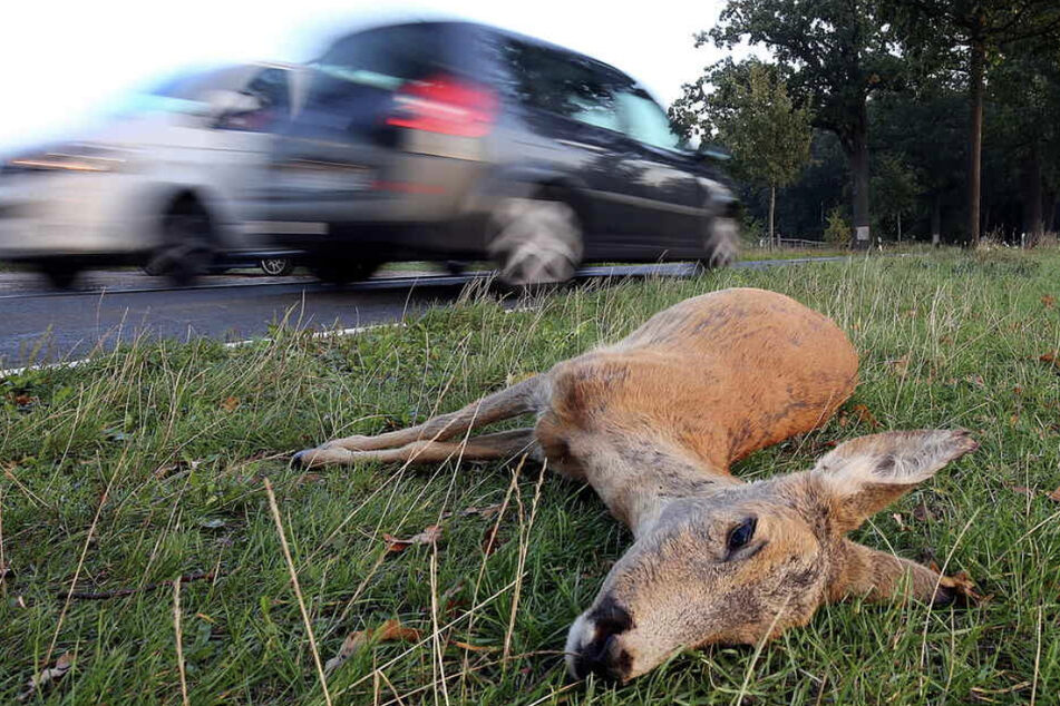 Ein totes Reh liegt im Graben. Die Anzahl der Wildunfälle in Sachsen-Anhalt hat stark zugenommen. (Symbolbild)