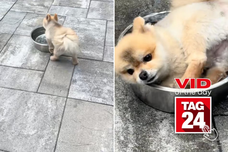 viral videos: Viral Video of the Day for July 25, 2025: Pomeranian ditches pool for giant water bowl – and instantly regrets it!