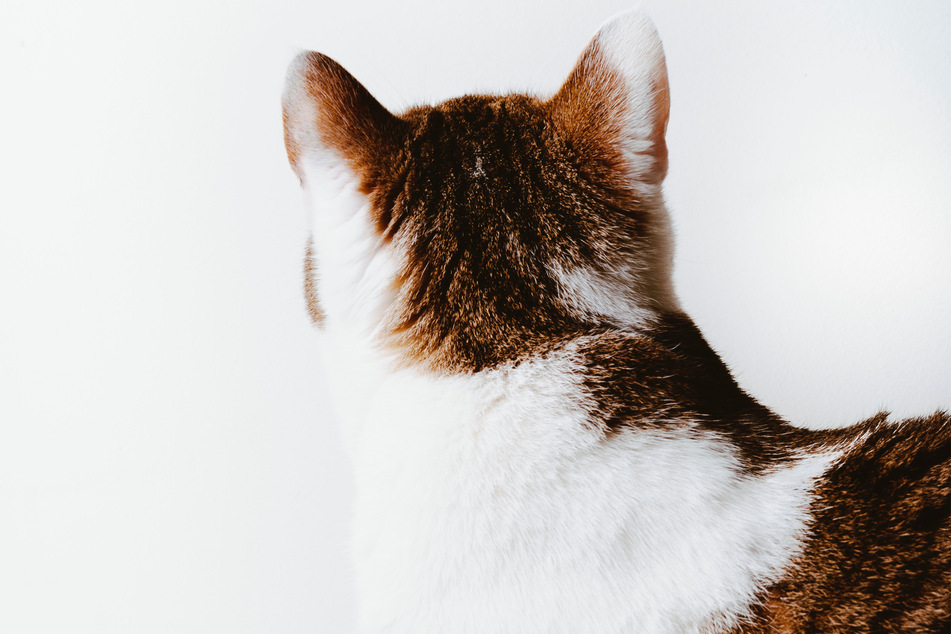 It's in the name: A bicolor cat coat features two distinct colors.
