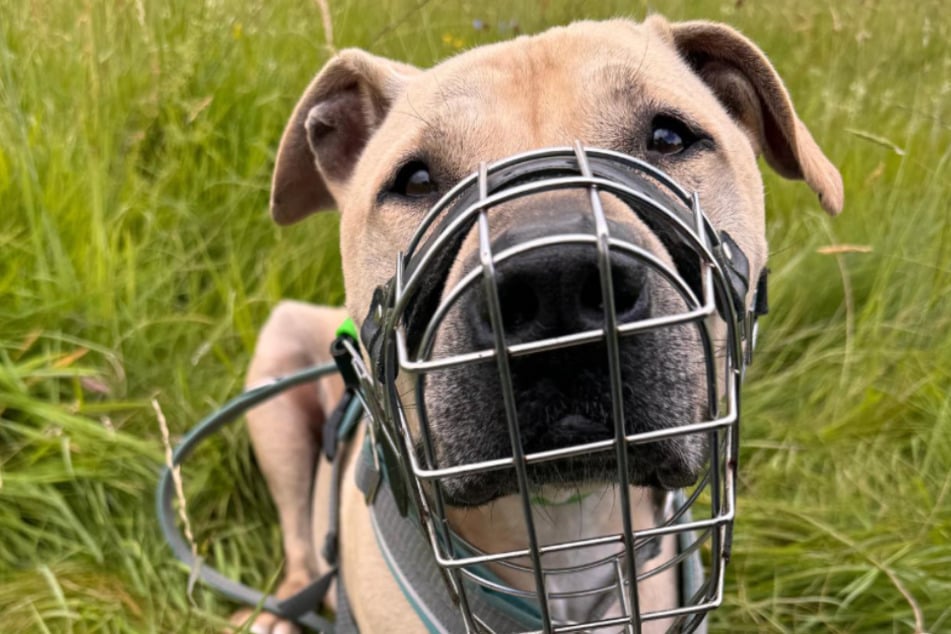 Im Tierheim Köln-Dellbrück hatte Eddie den Mitarbeitern und seiner Gassigängerin stets ein Lächeln ins Gesicht gezaubert.