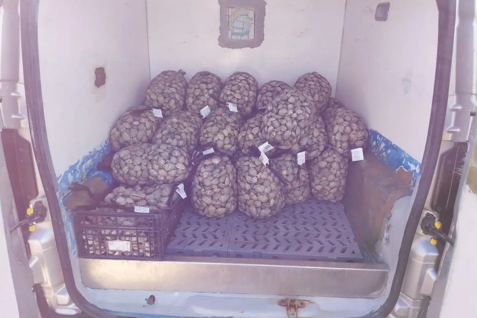 Muscheln wurden illegal geerntet und in verschiedene europäische Länder verkauft.