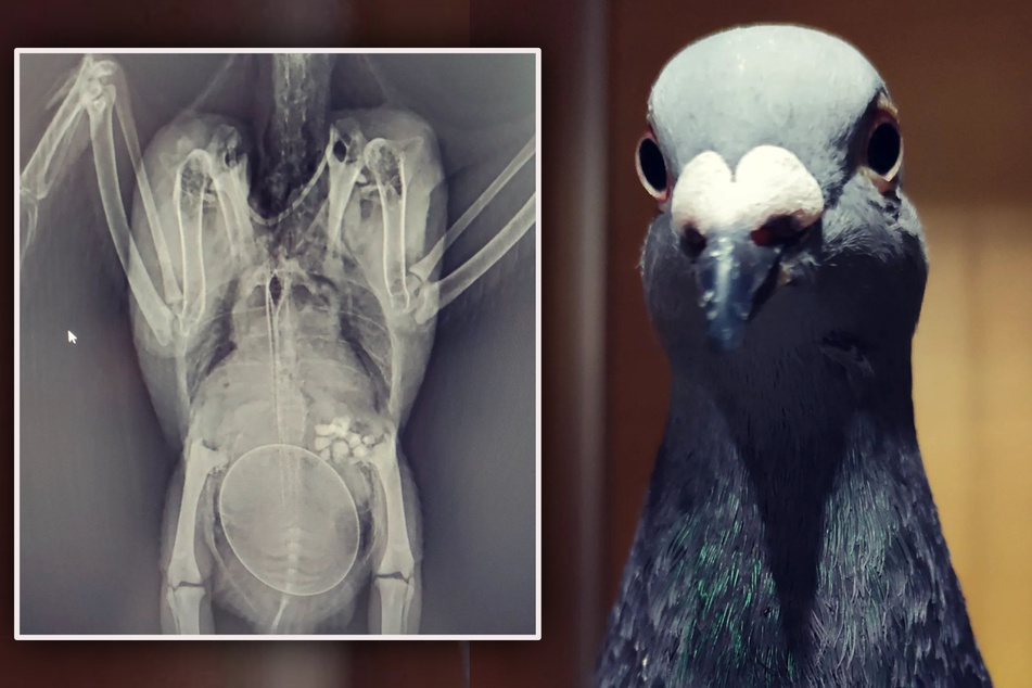 Beim Röntgen entdeckten die Ärzte ein Ei im Körper von Taubendame Lisl!