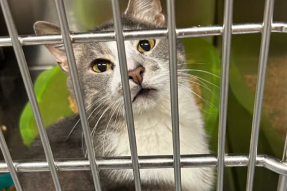 Finnegan the cat looks sadly out of his cage after being returned to the shelter for a stunning reason.