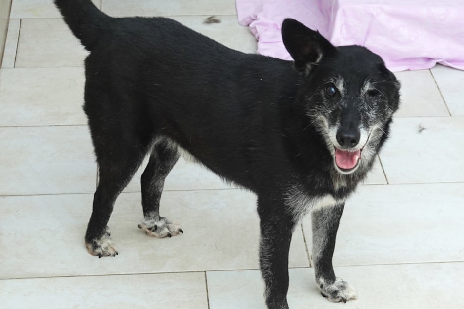 Mischling Otto sucht ein neues Zuhause.