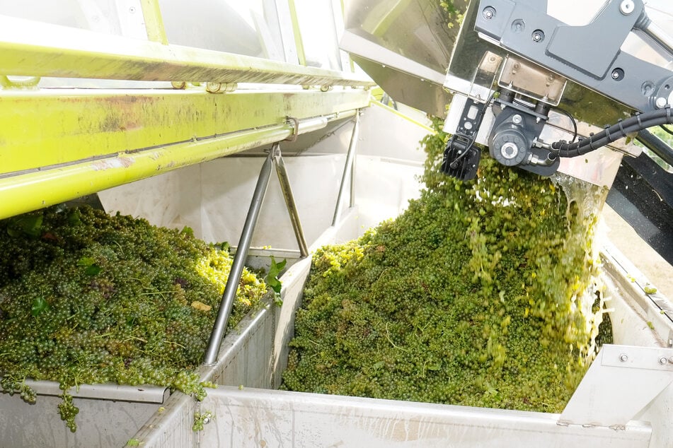 Trauben der Sorte Solaris werden in einen Behälter gekippt. Etwa 4000 Kilogramm Weinbeeren werden zur Herstellung von 3000 Litern Federweißer benötigt.