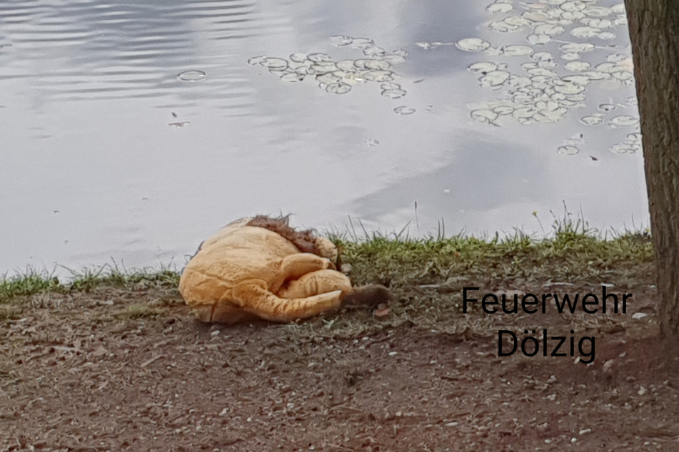 Am Ufer zurückgelassen: Eine Passantin hielt den Löwen offenbar für einen Rinderkadaver und alarmierte die Feuerwehr.