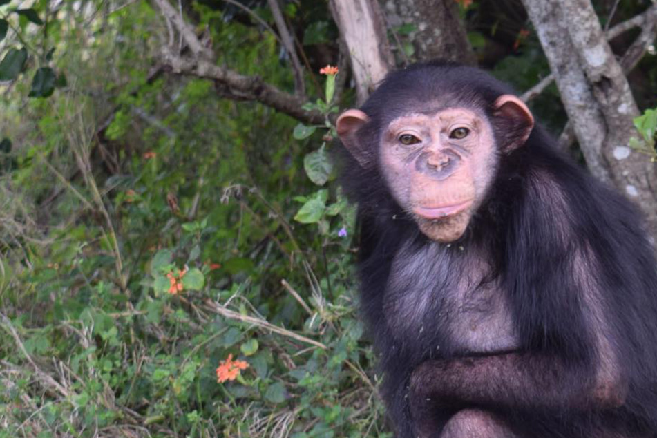 Schimpansen-Mädchen wird von Menschen aufgezogen: Dann prügeln es Artgenossen tot!