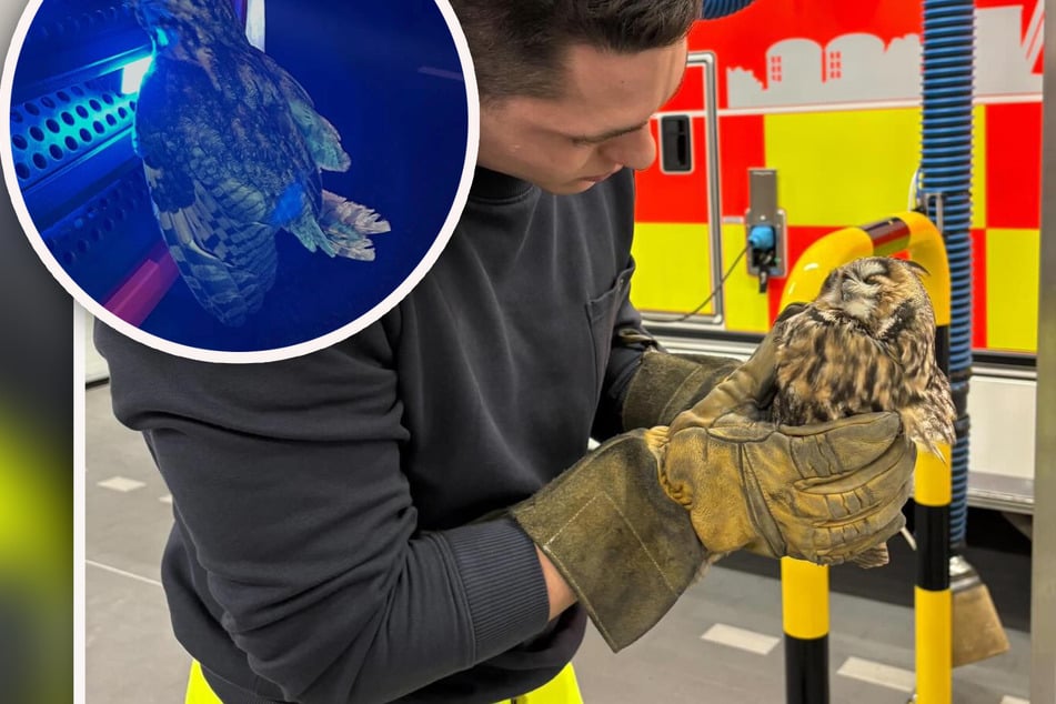 Doppelter Notfall: Rettungsdienst kümmert sich um Baby und Eule gleichzeitig