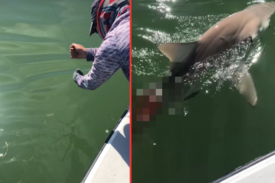 Angler zieht blutenden Hai aus dem Wasser: Der Grund für die Wunde macht den Profi nervös