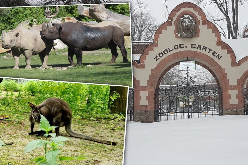 Spielzeiten und klimatisierte Waldhäuser: So bringt Leipzigs Zoo seine Bewohner durch den Winter