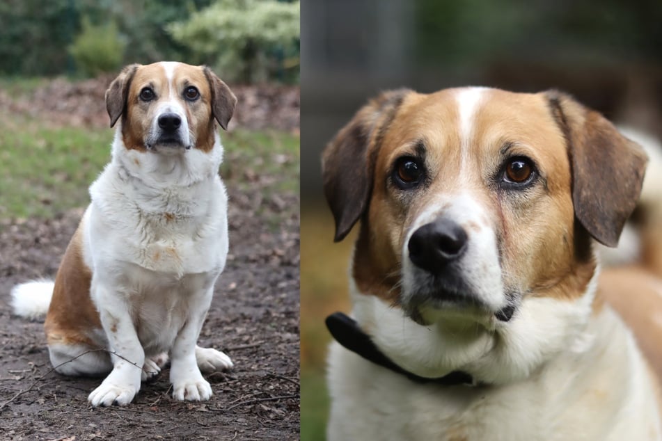 Seit 2021 lebt der kastrierte Hund im Tierheim.