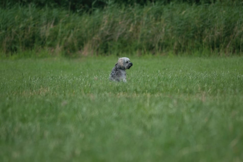 Dogs will remember their siblings, but they don't necessarily "miss" them.