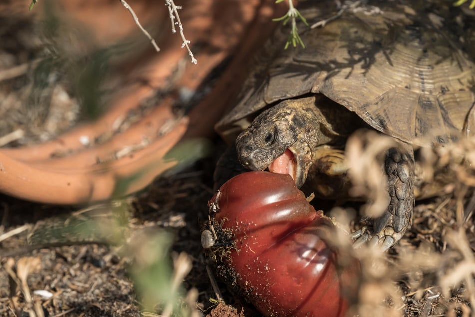 The tortoise was desperate for food after his owner's fled in a hurry due the wildfires ravaging France.