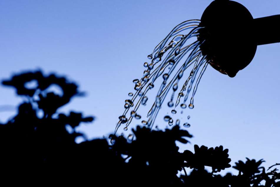 Bürger sollen den Bäumen vor ihrer Haustür täglich einen Eimer Wasser gönnen.